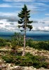 Granen Old Tjikko på Fulufjället, fotograferet i 2011 før toppen knækkede i en storm i 2023.