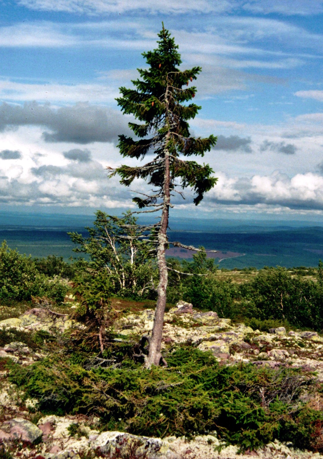 Granen Old Tjikko på Fulufjället, fotograferet i 2011 før toppen knækkede i en storm i 2023.